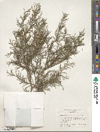 Juniperus virginiana image