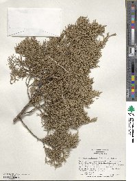 Juniperus virginiana image