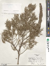 Juniperus virginiana var. silicicola image