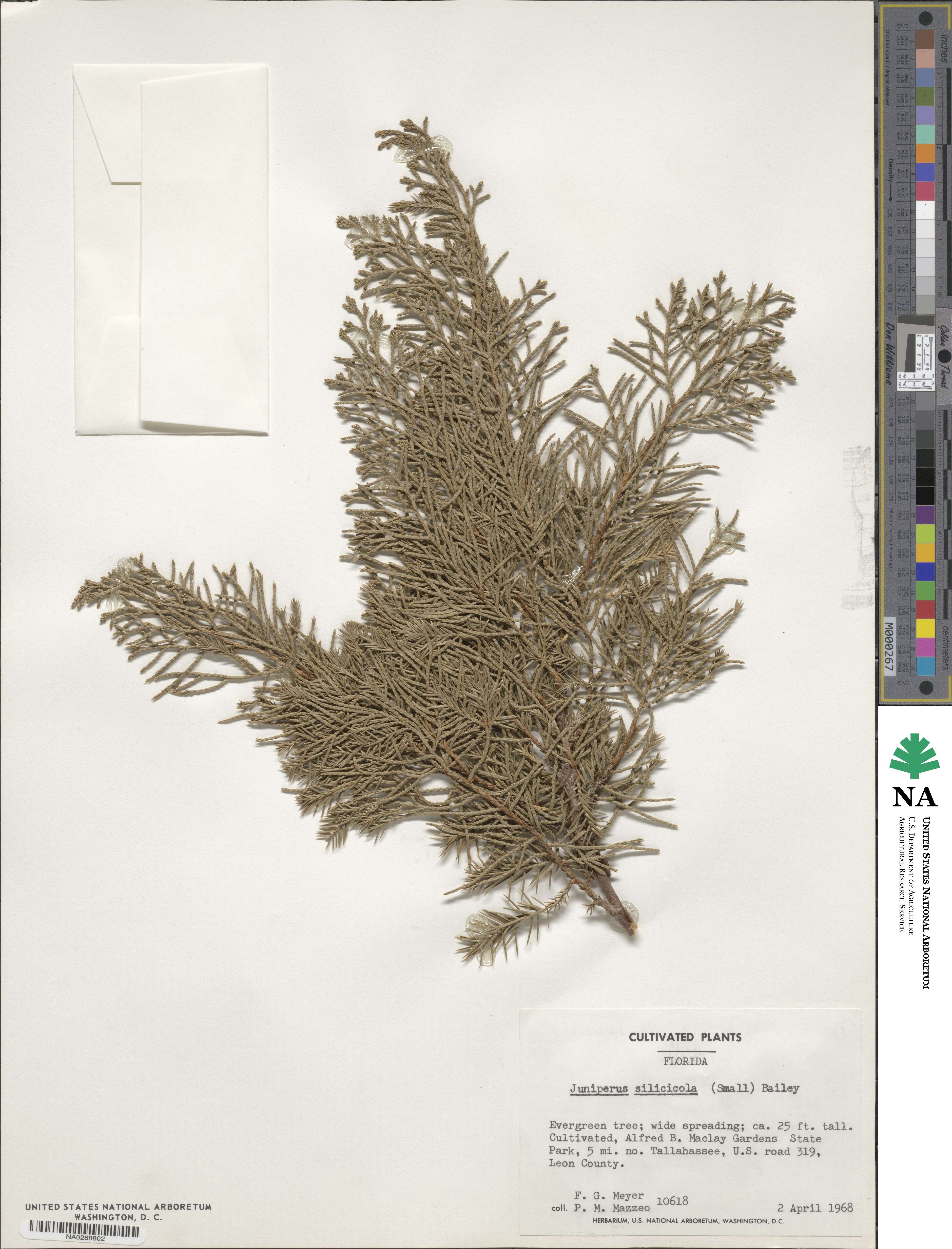 Juniperus virginiana var. silicicola image