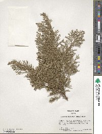 Juniperus virginiana image