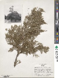 Juniperus virginiana var. silicicola image