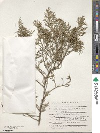 Juniperus virginiana image