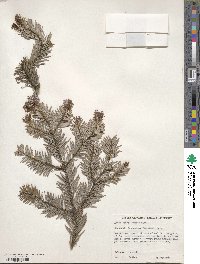 Abies sachalinensis image