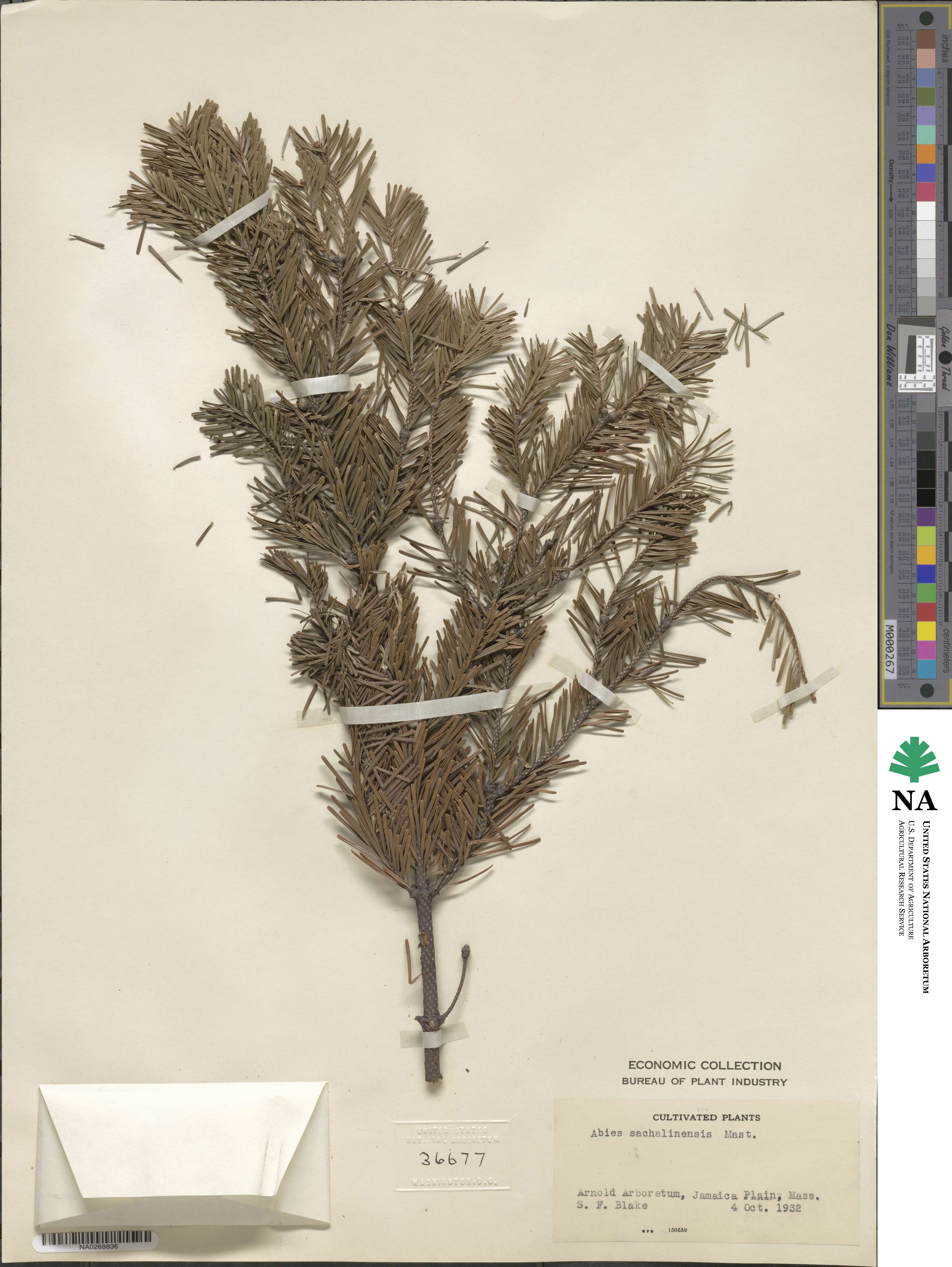 Abies sachalinensis image