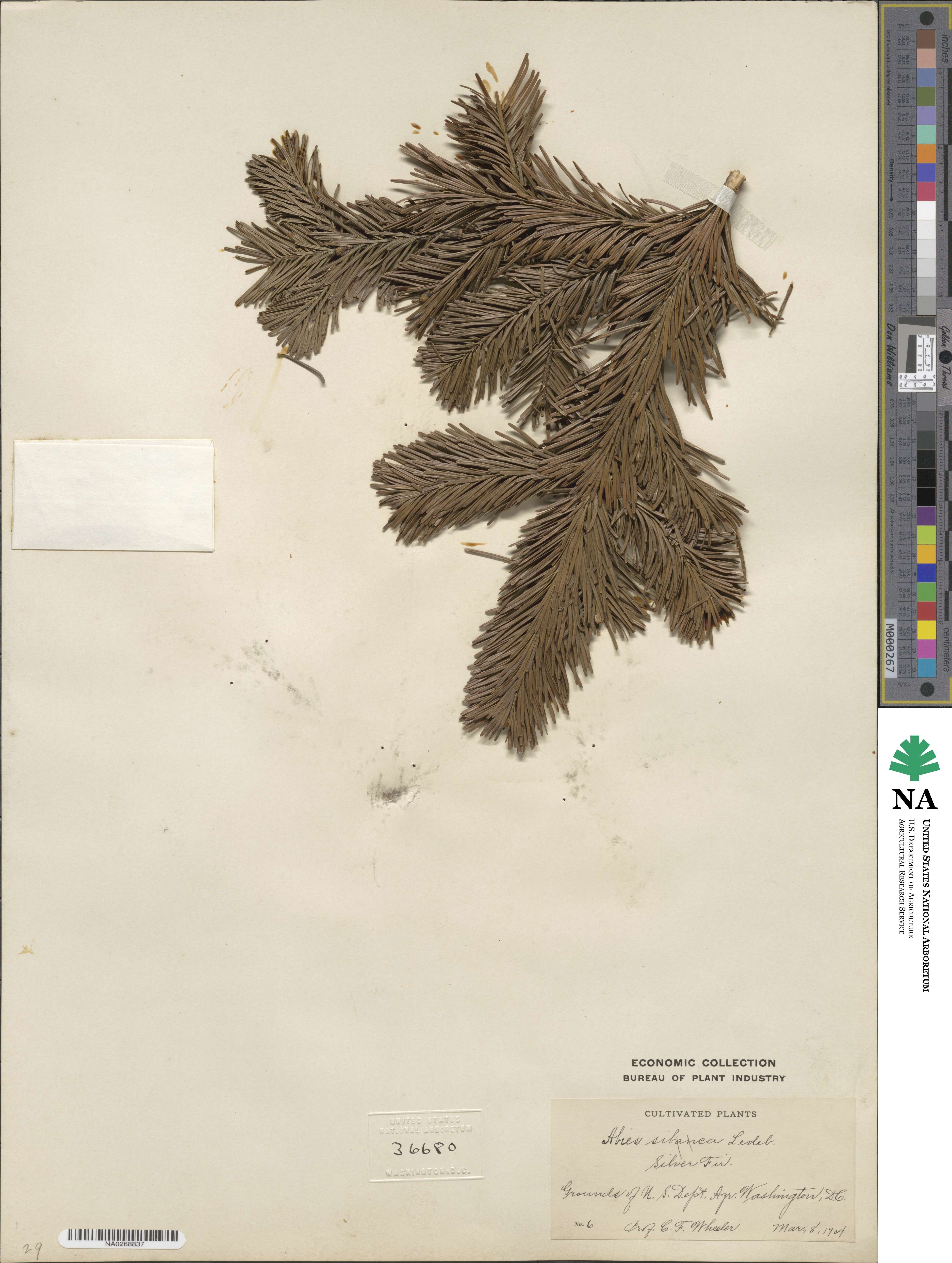 Abies sibirica image