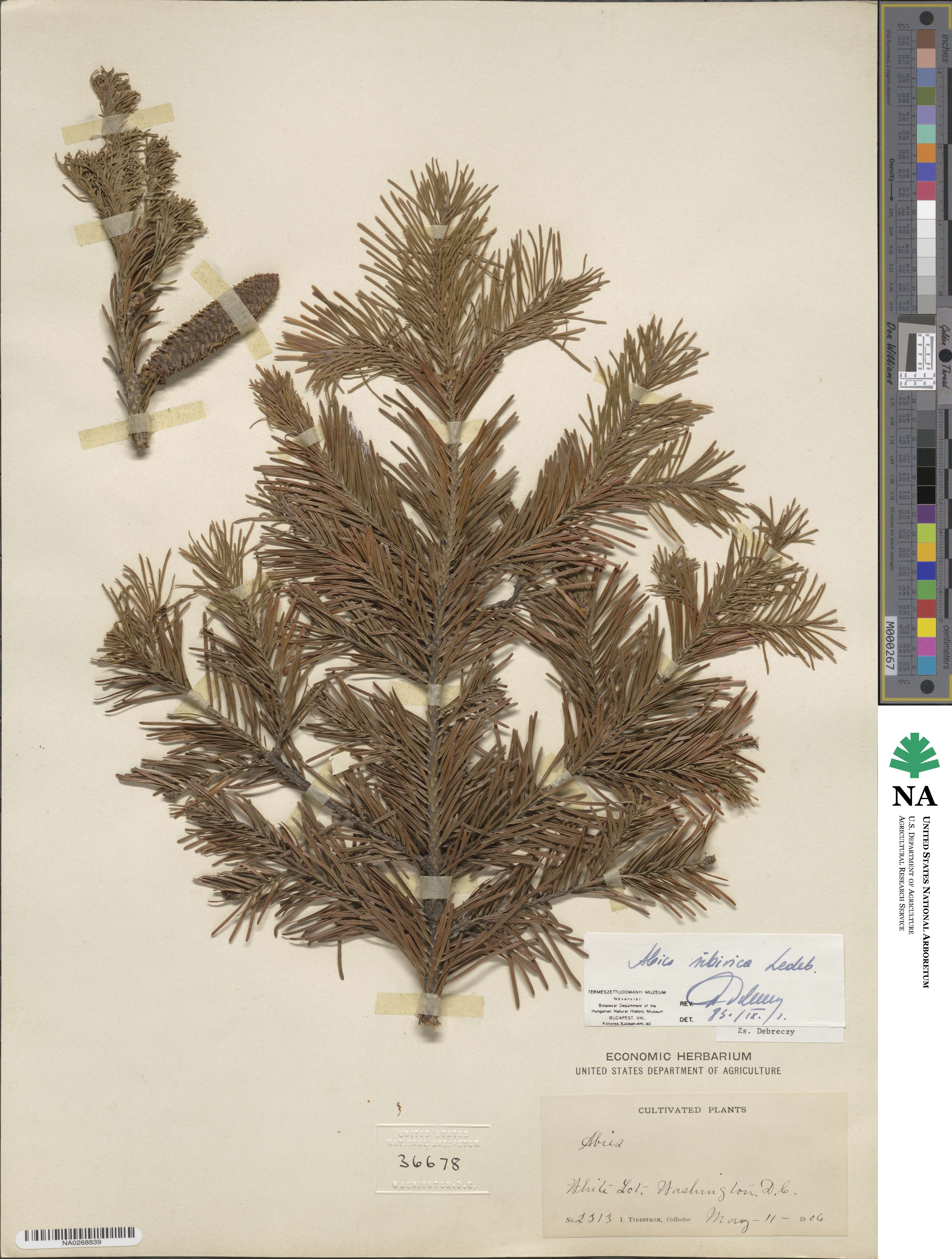 Abies sibirica image