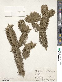 Abies spectabilis image