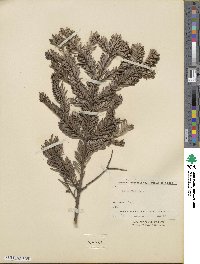 Abies veitchii image