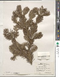 Abies veitchii image