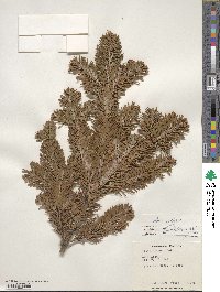 Abies veitchii image
