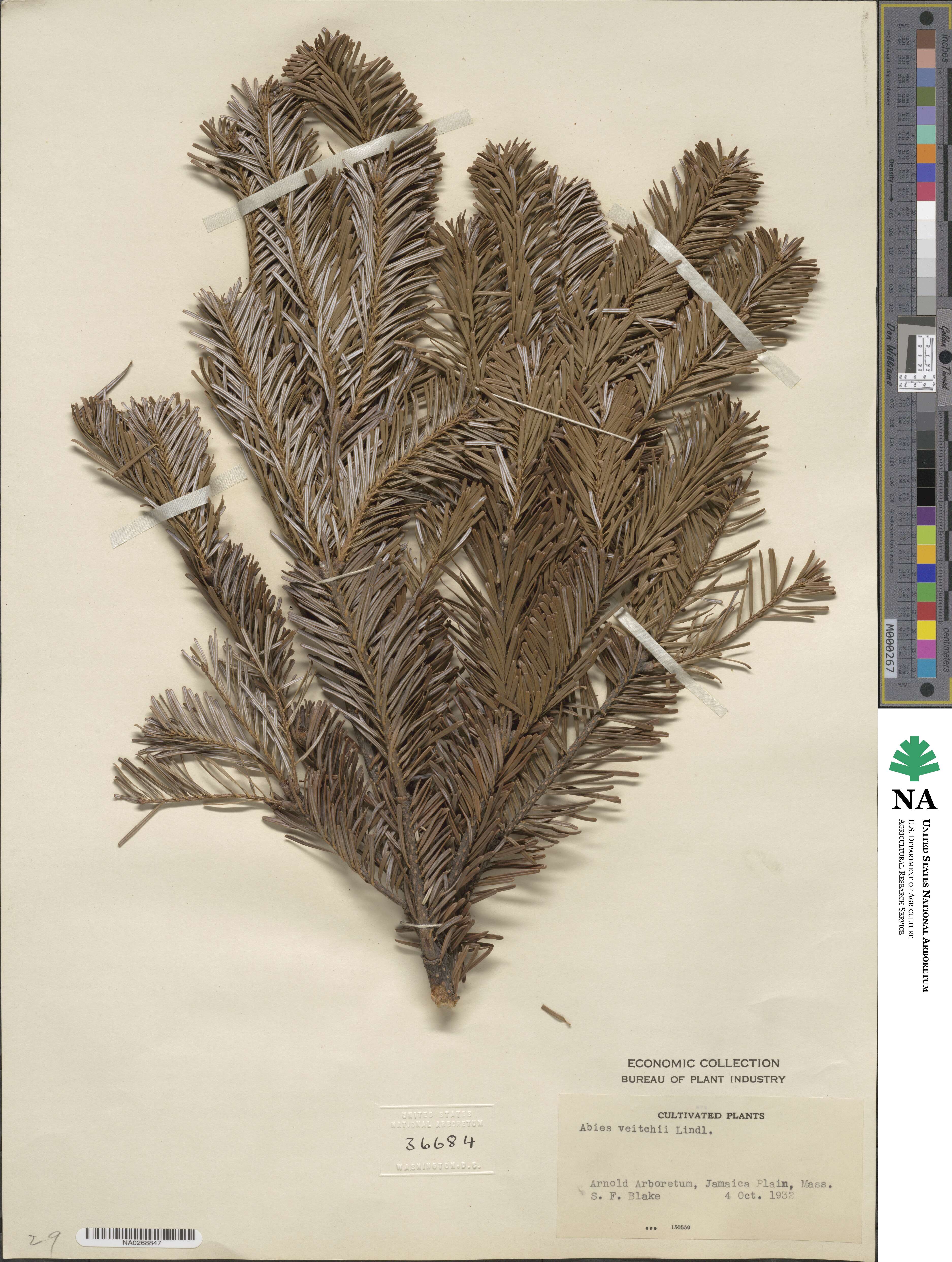 Abies veitchii image