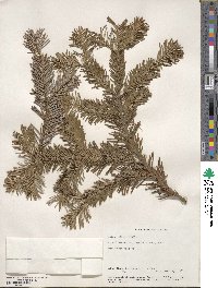 Abies veitchii image