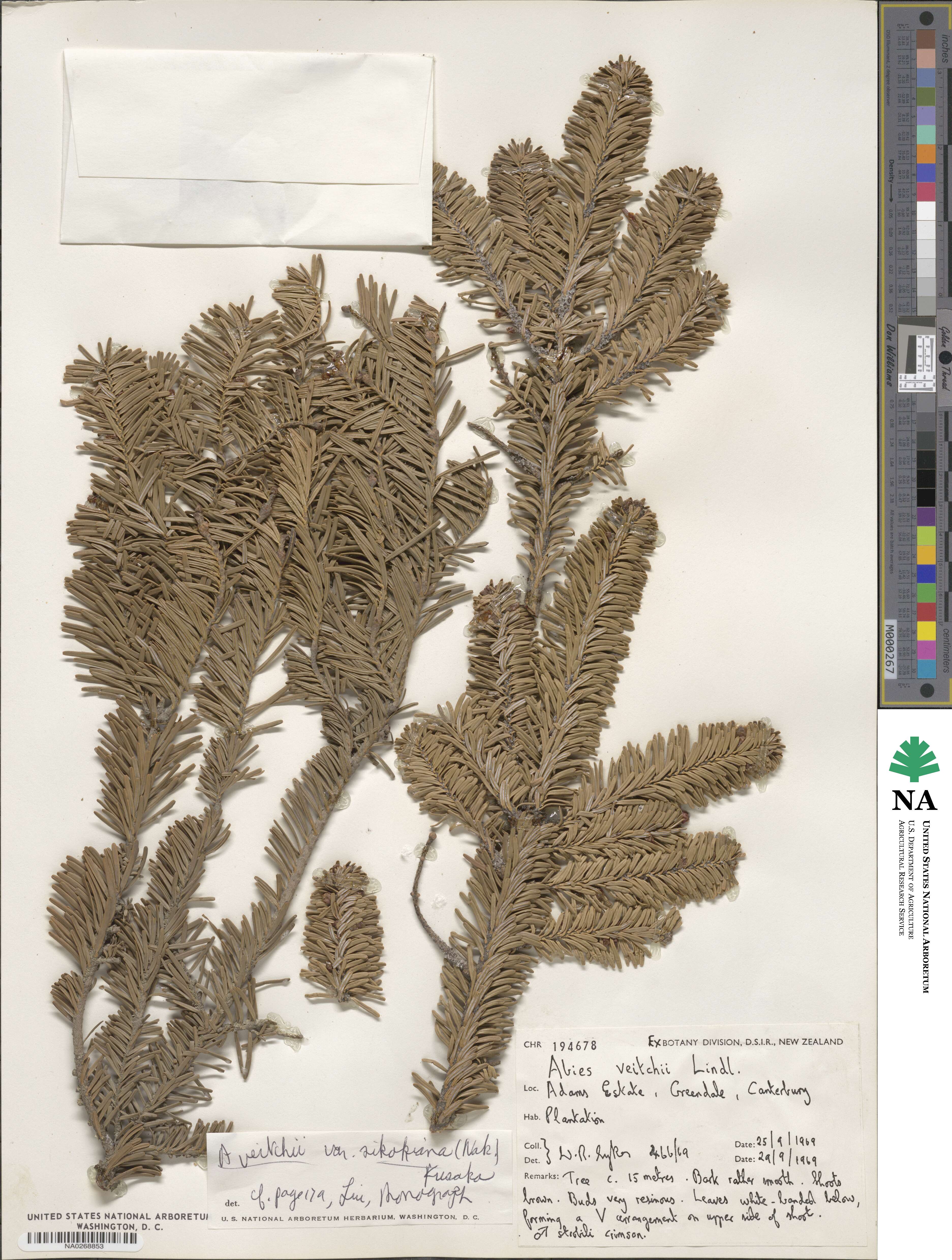 Abies veitchii image