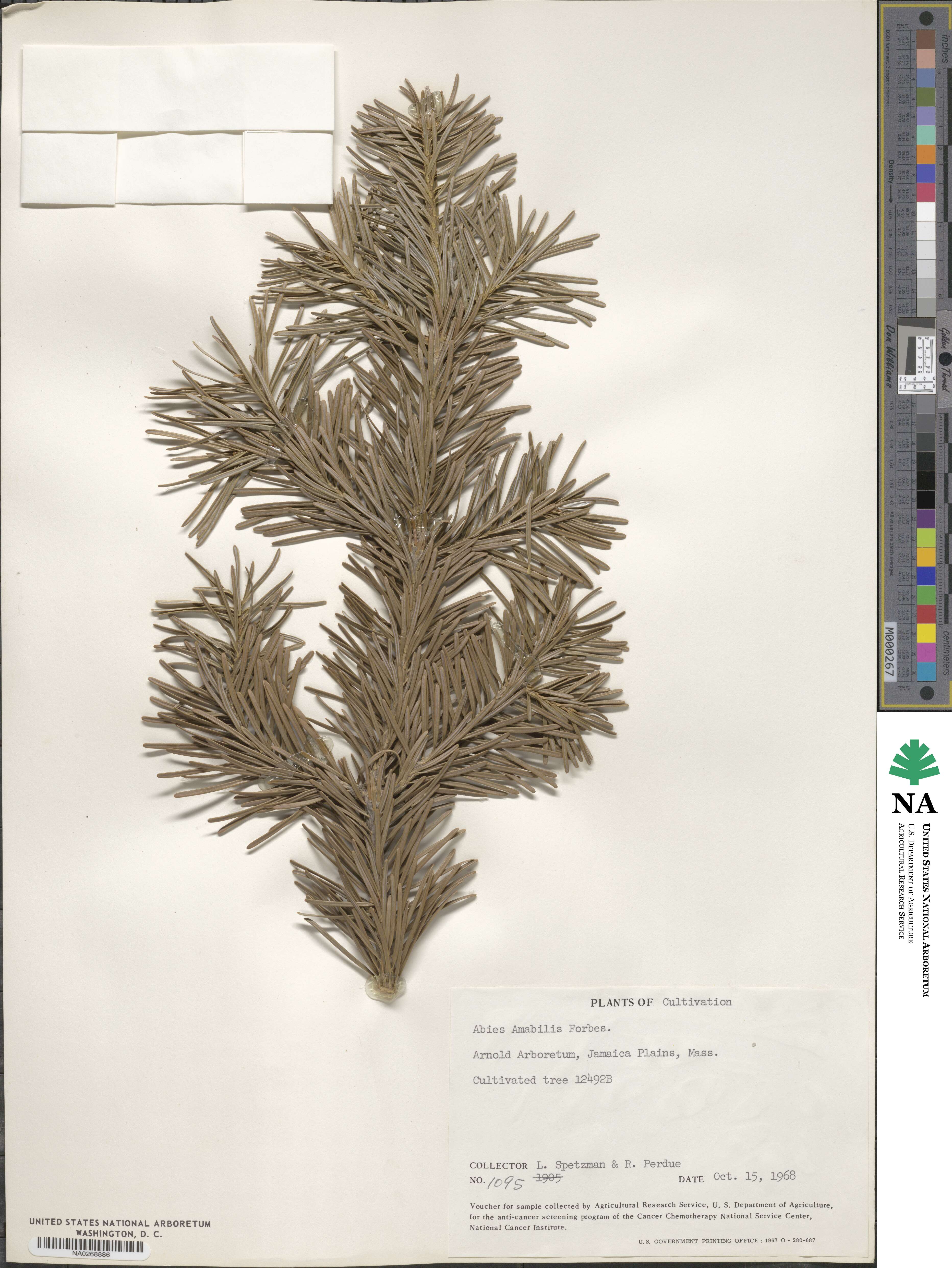 Abies amabilis image