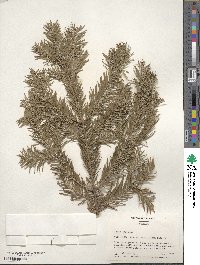 Abies balsamea image