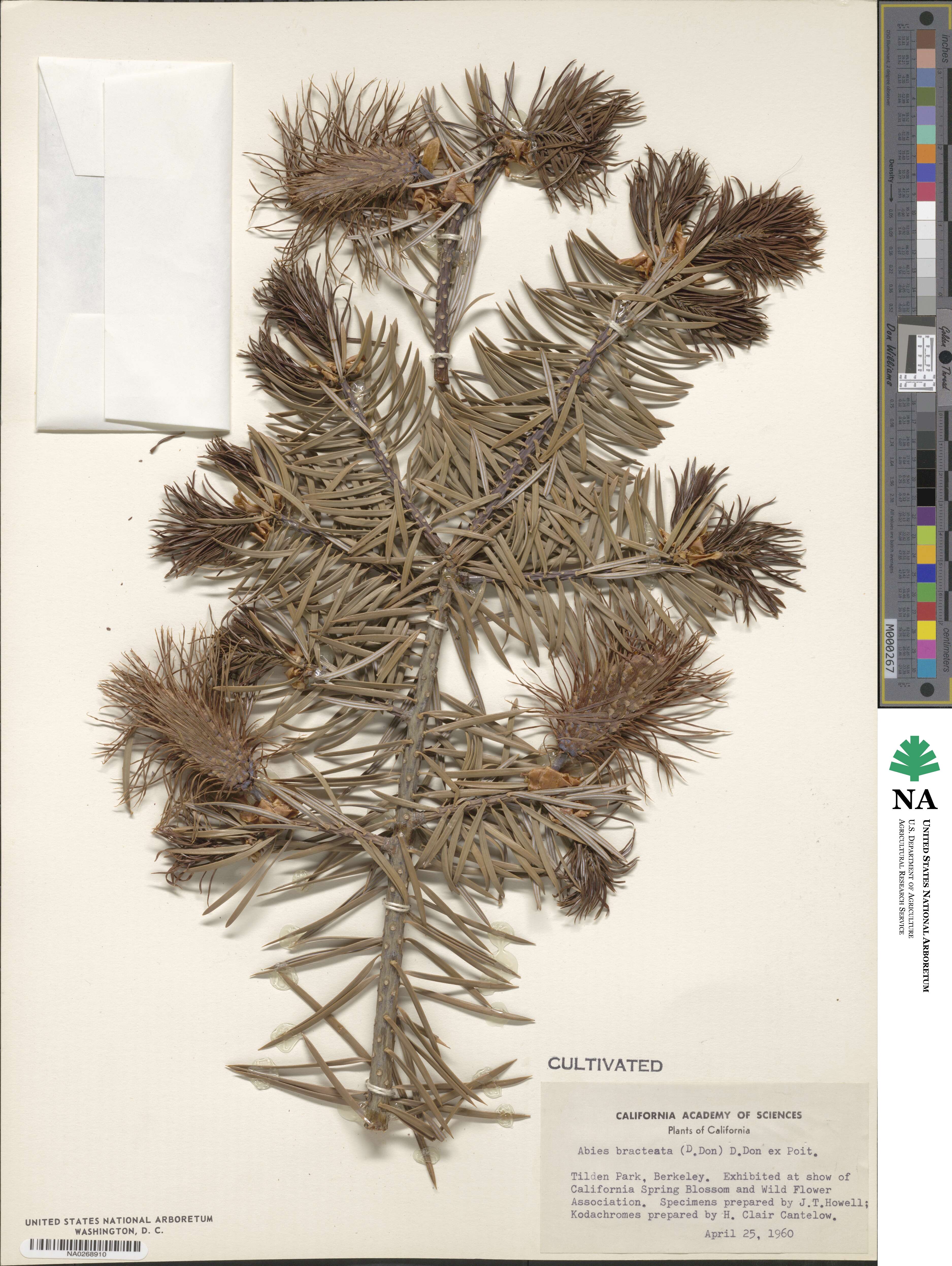 Abies bracteata image