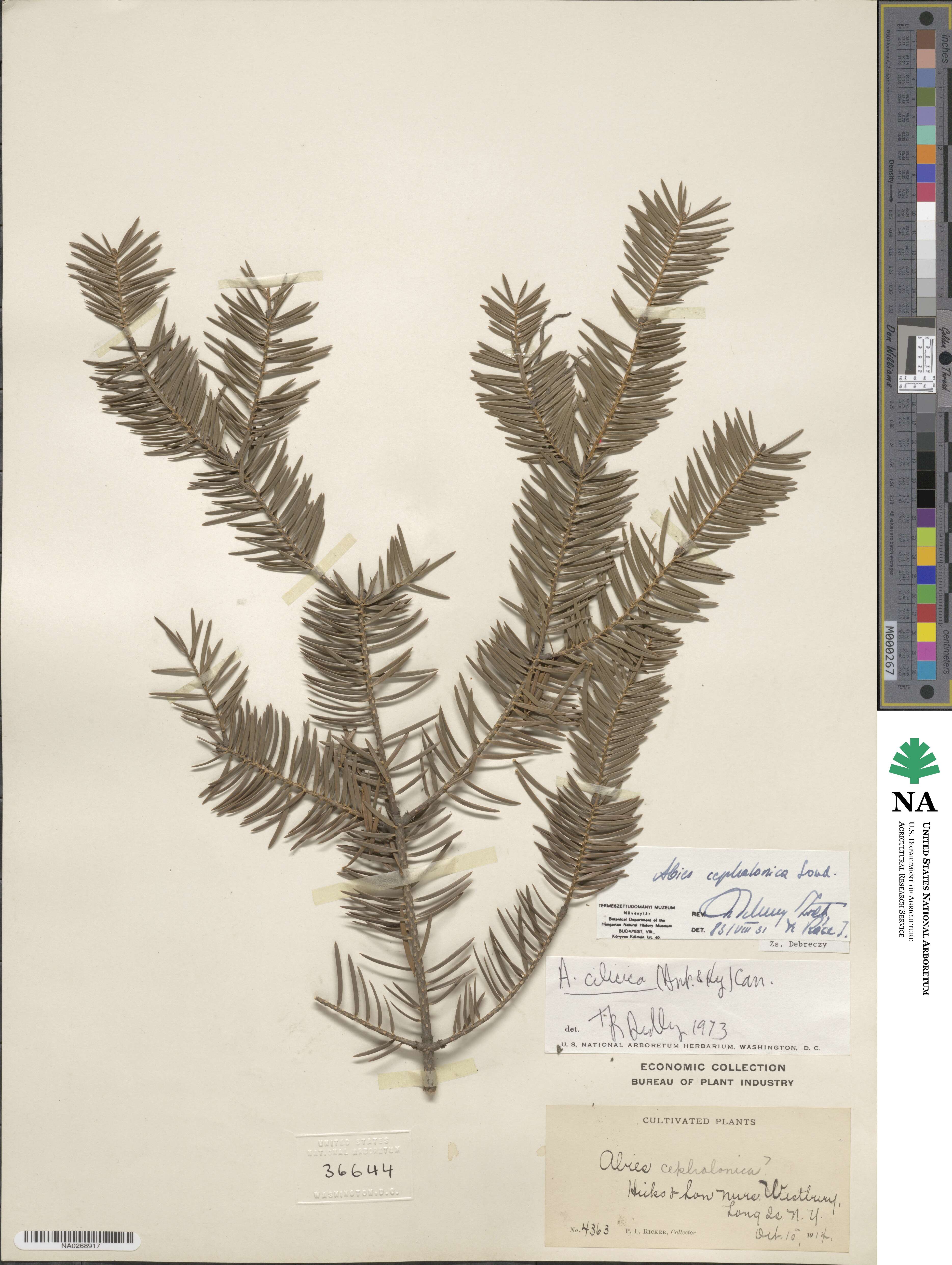 Abies cephalonica image