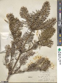 Abies cephalonica image