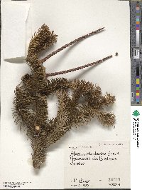 Abies cephalonica image