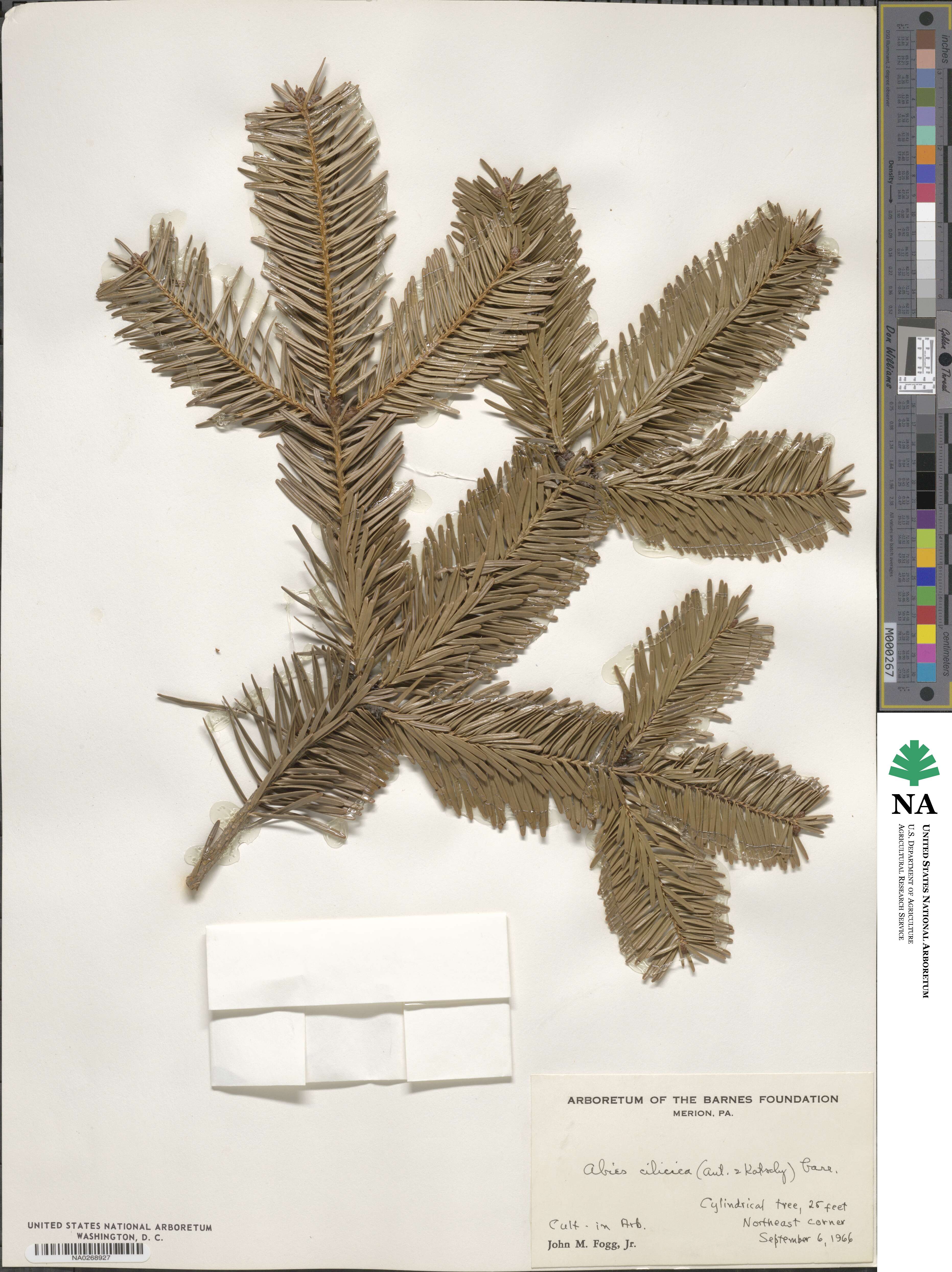 Abies cilicica image