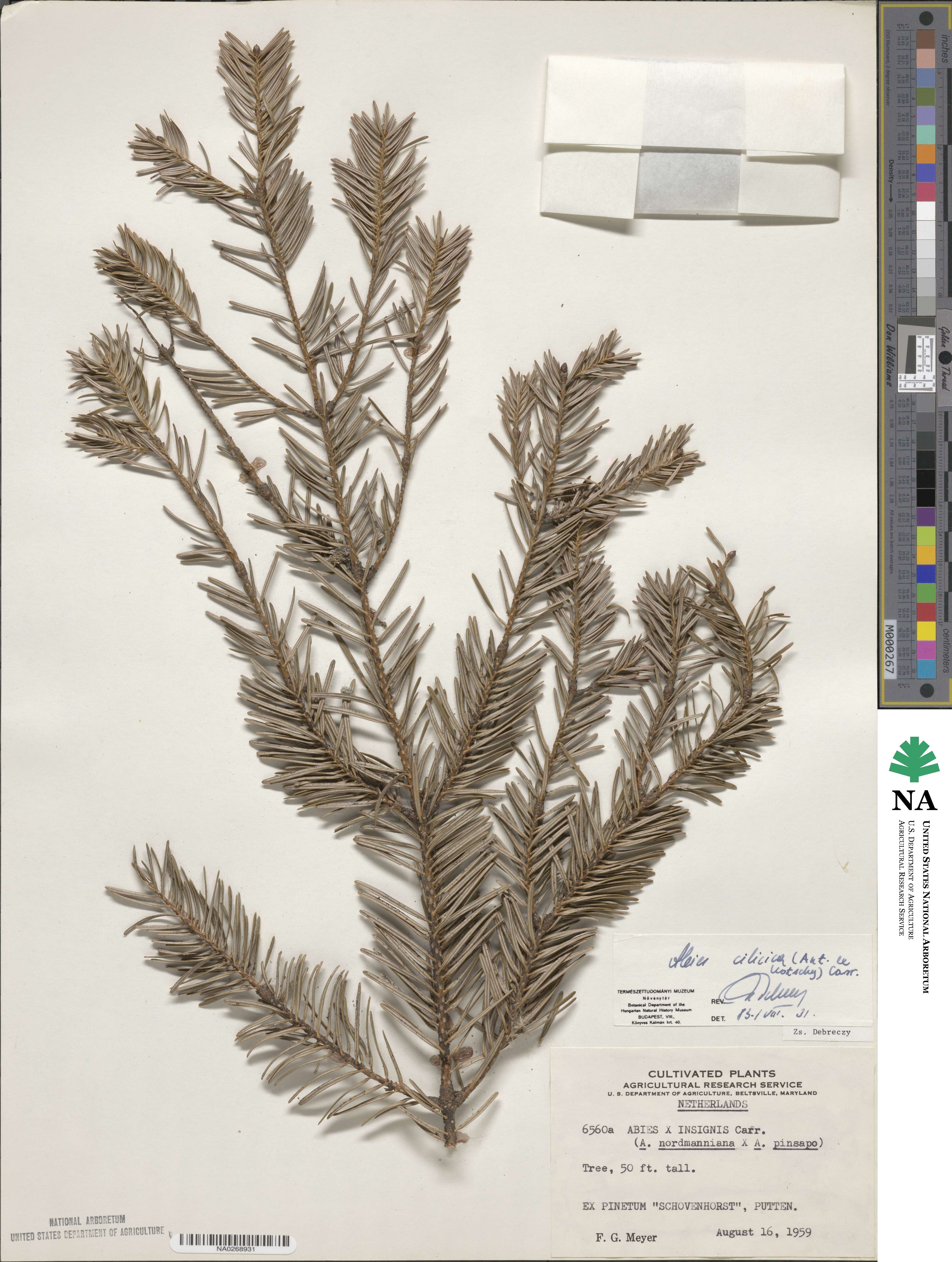Abies cilicica image