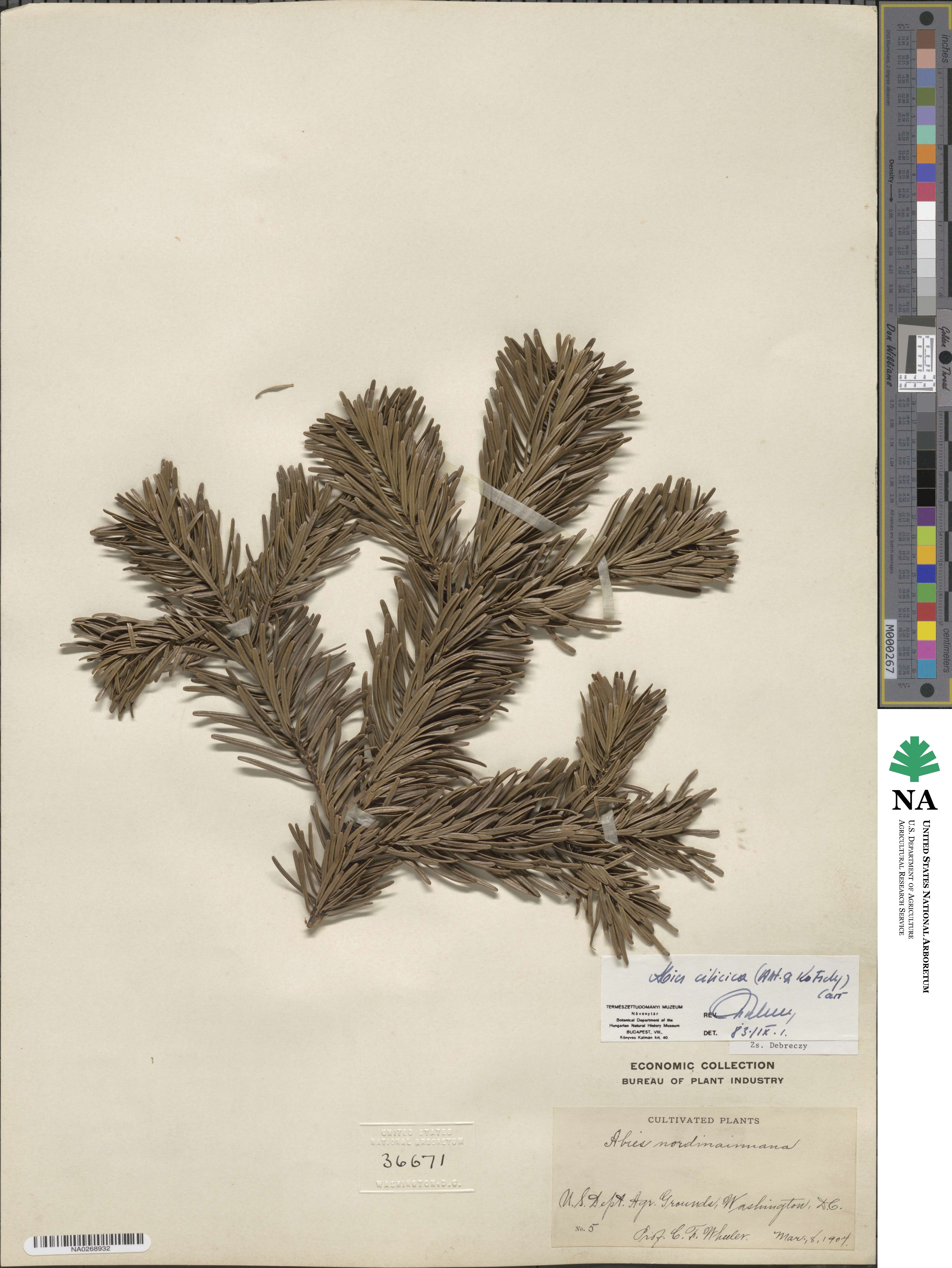 Abies cilicica image