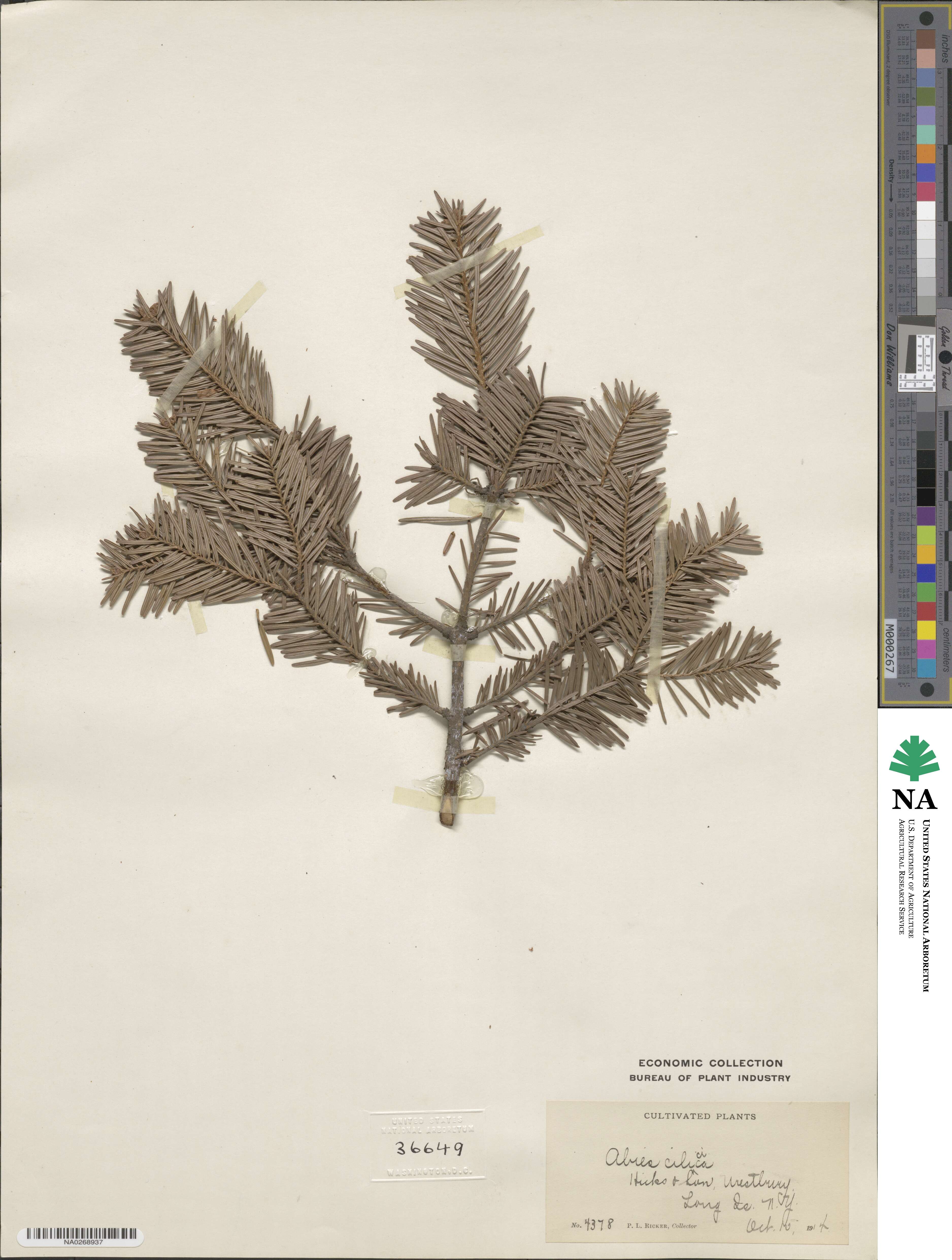 Abies cilicica image