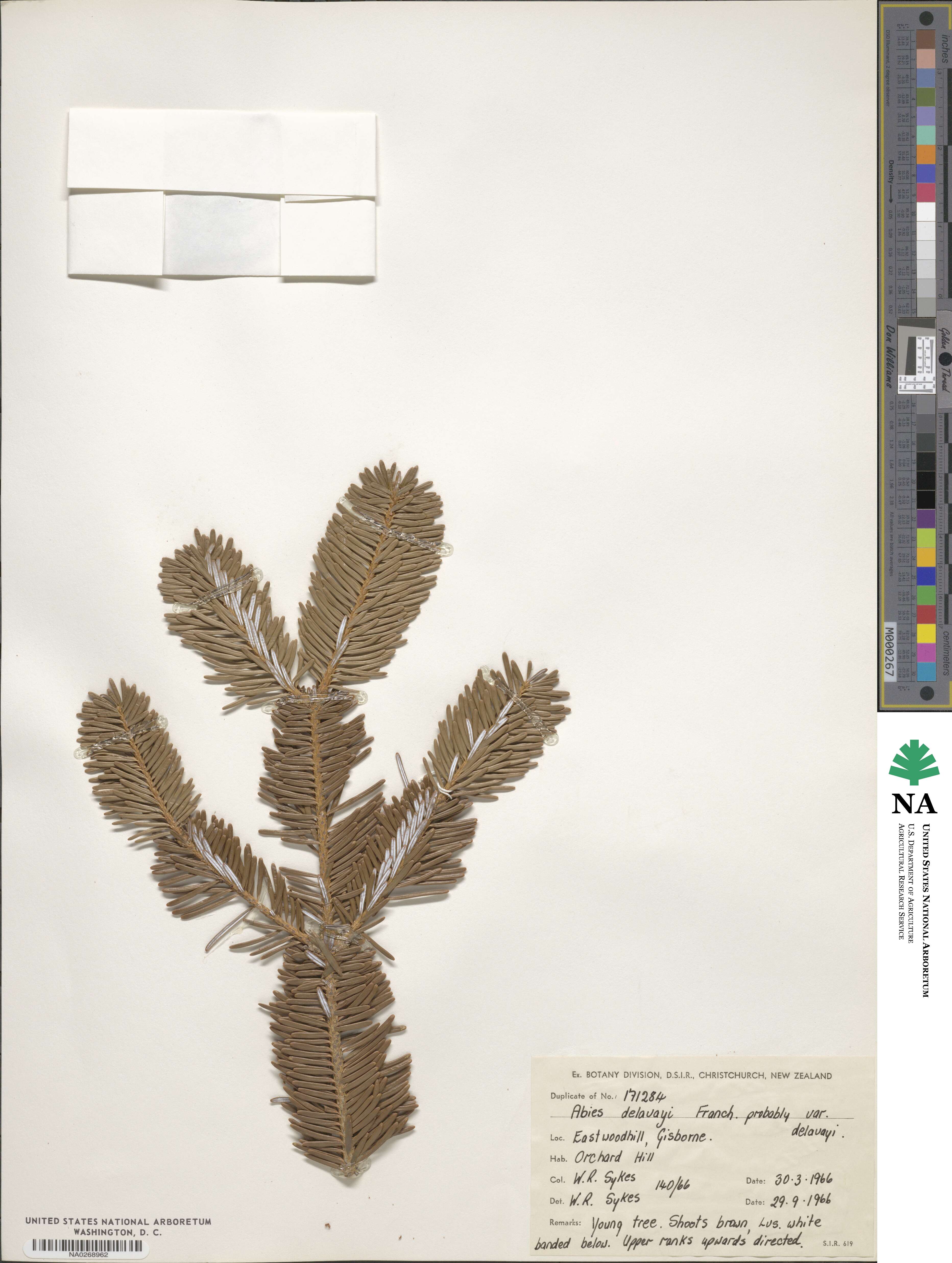 Abies delavayi image