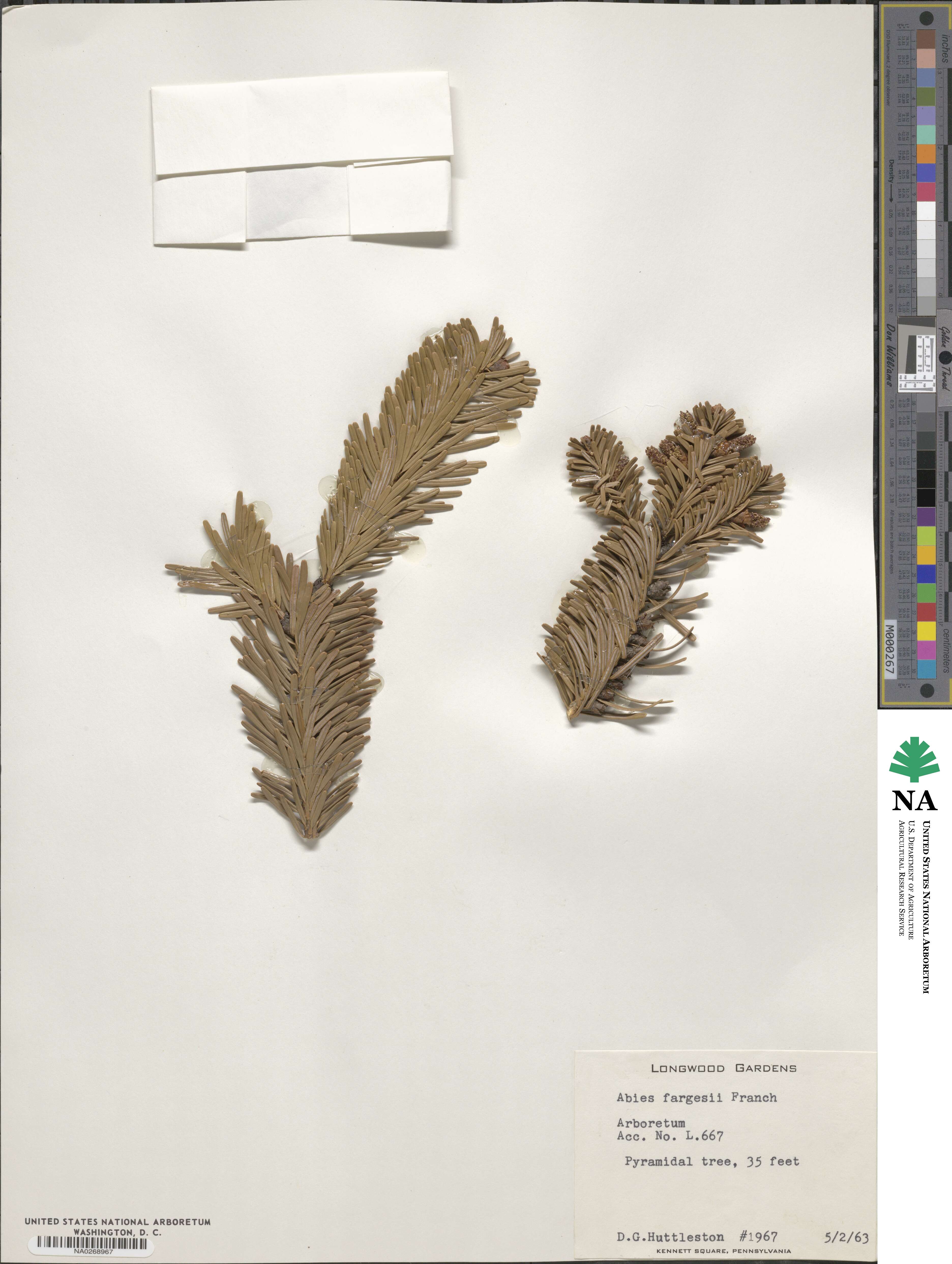 Abies fargesii image