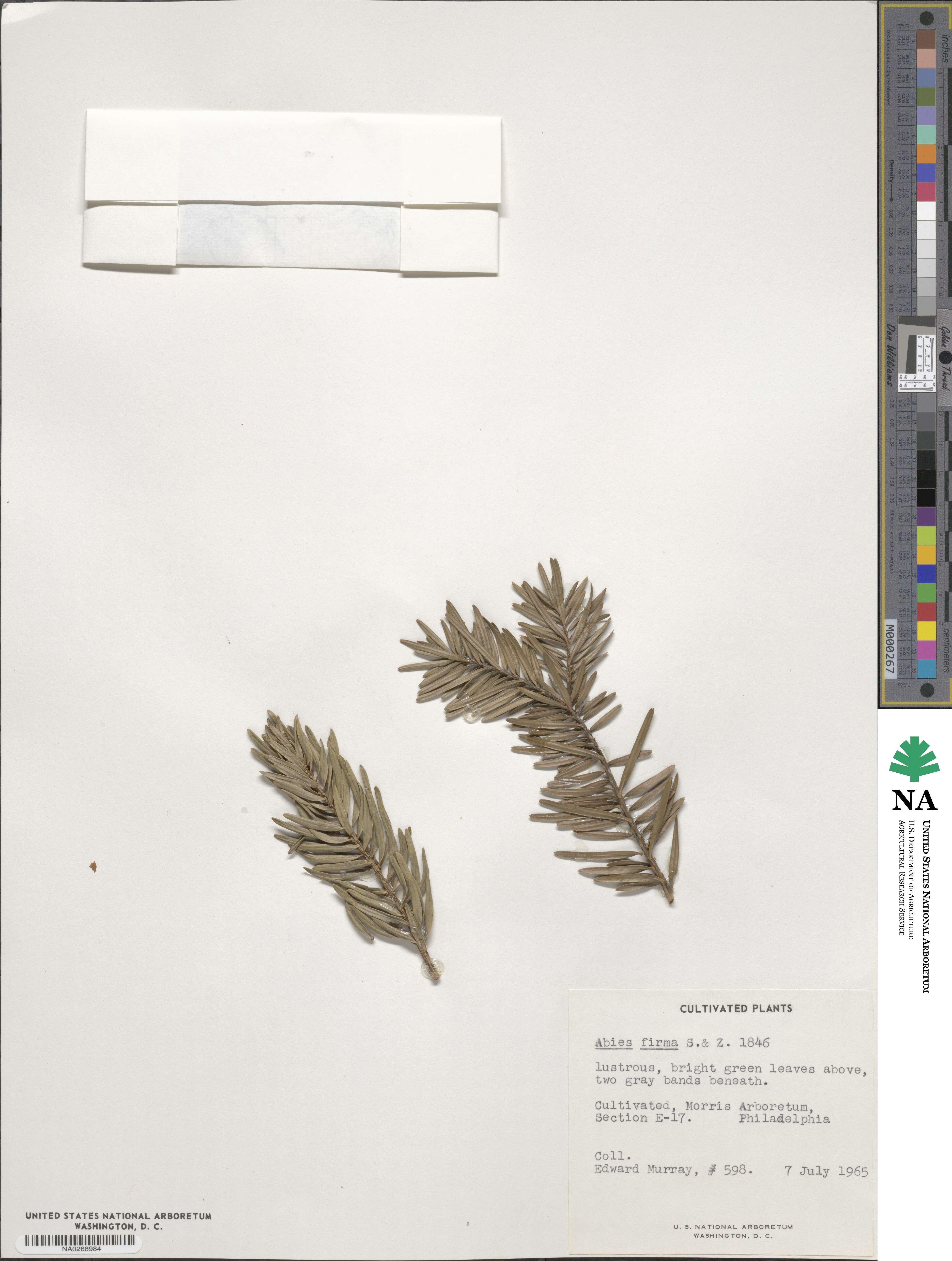 Abies firma image
