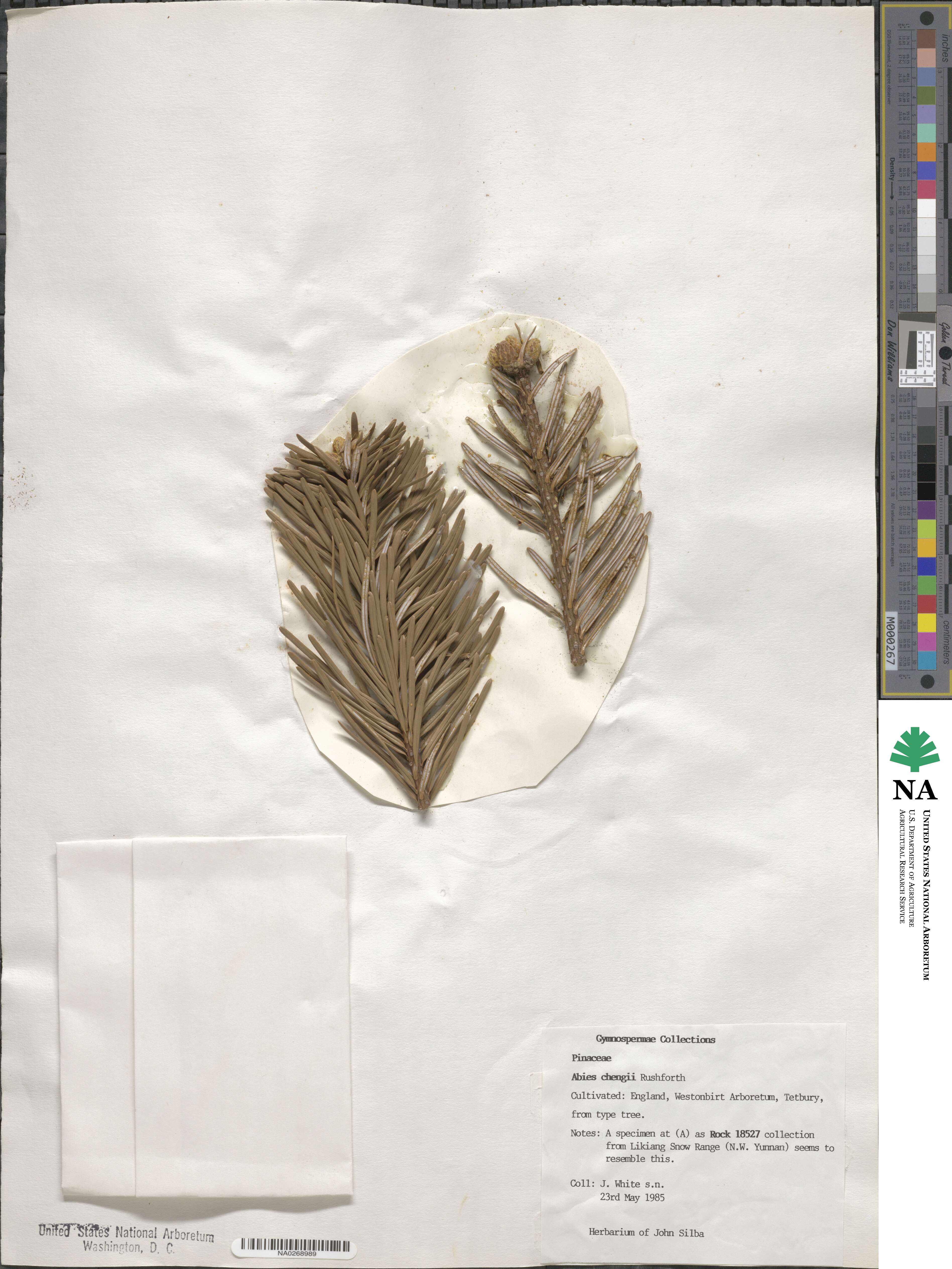 Abies forrestii image
