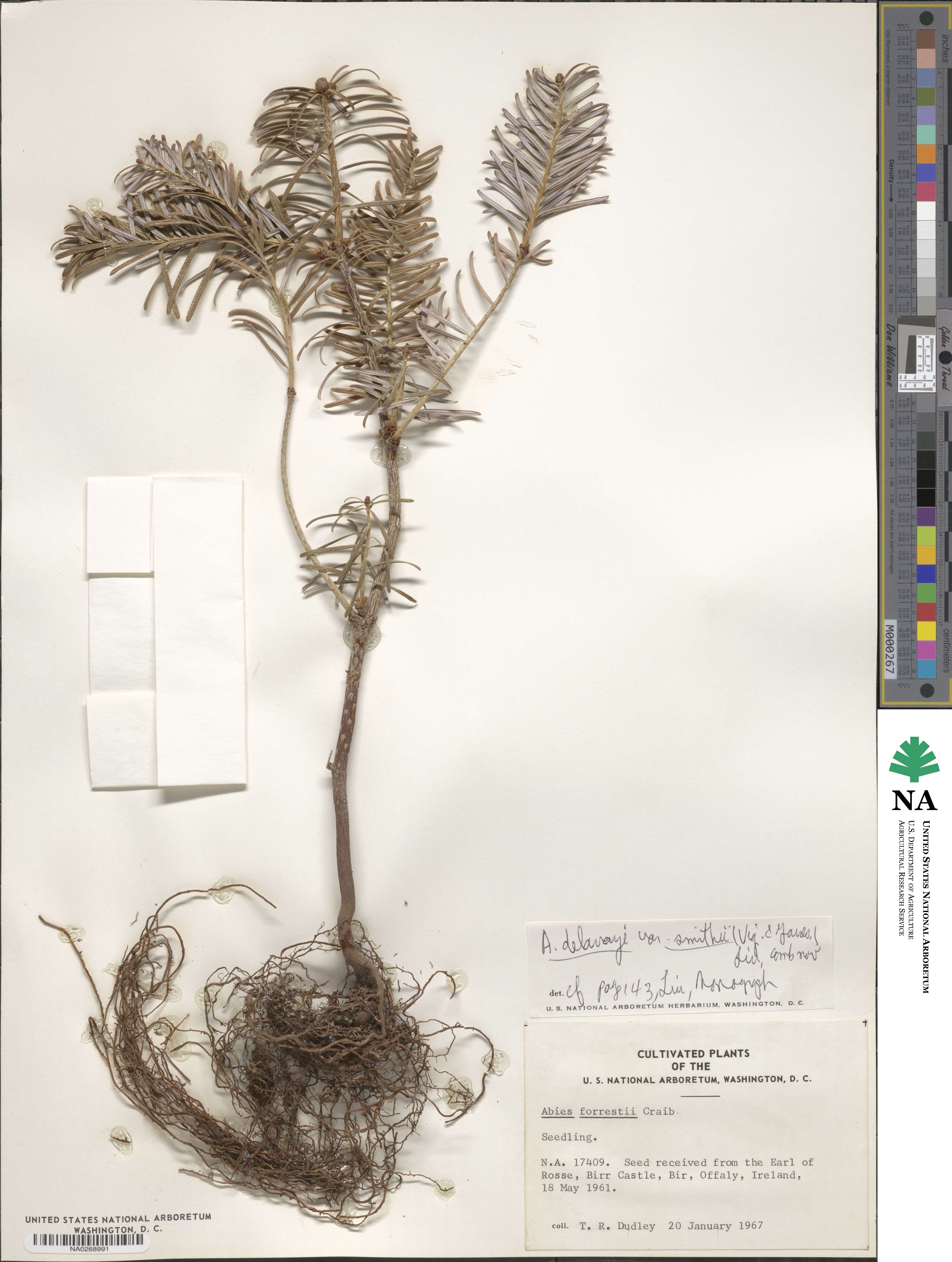 Abies forrestii var. smithii image