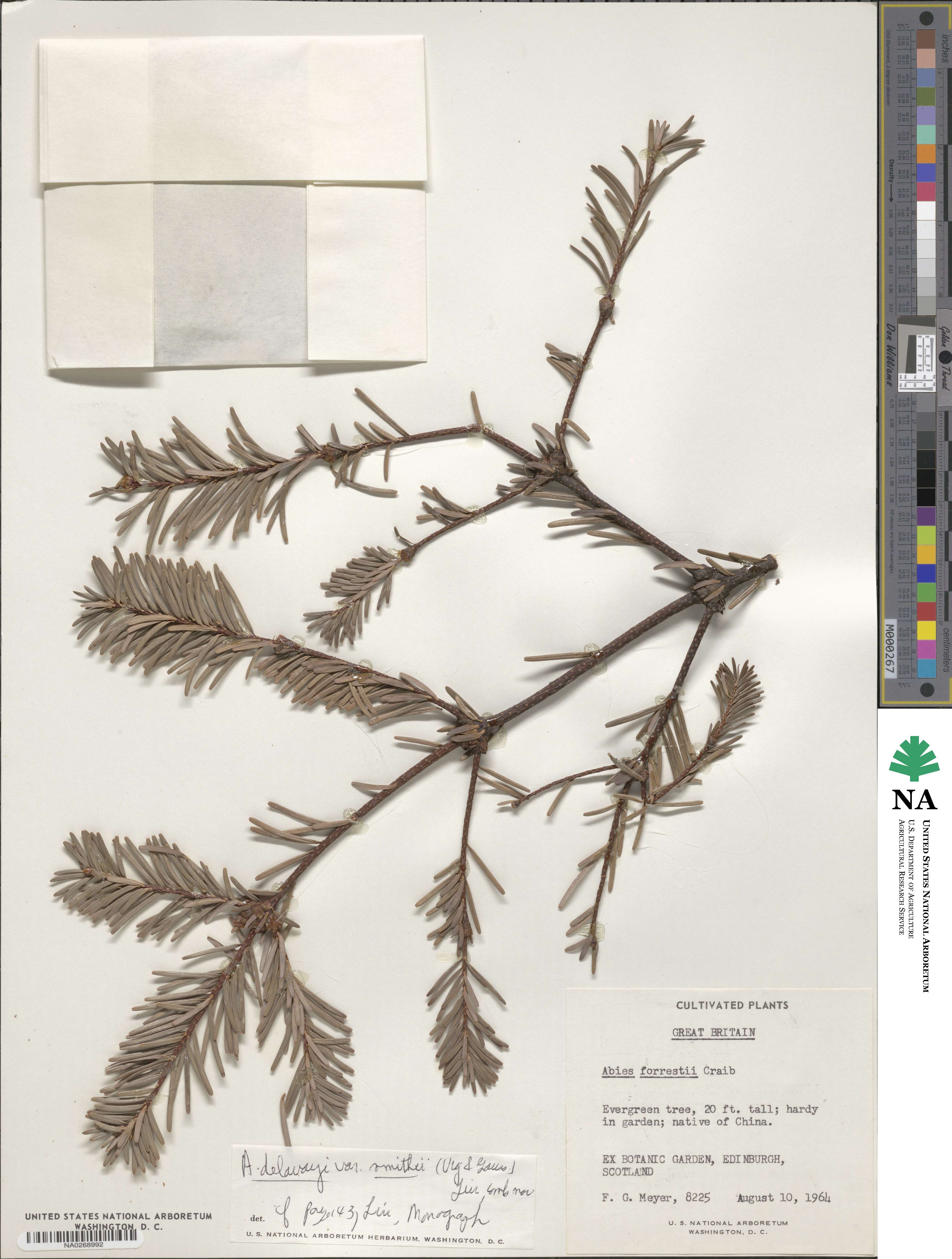 Abies forrestii var. smithii image