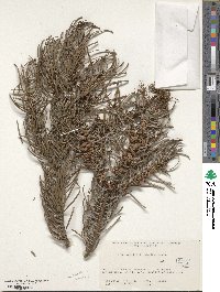 Abies grandis image
