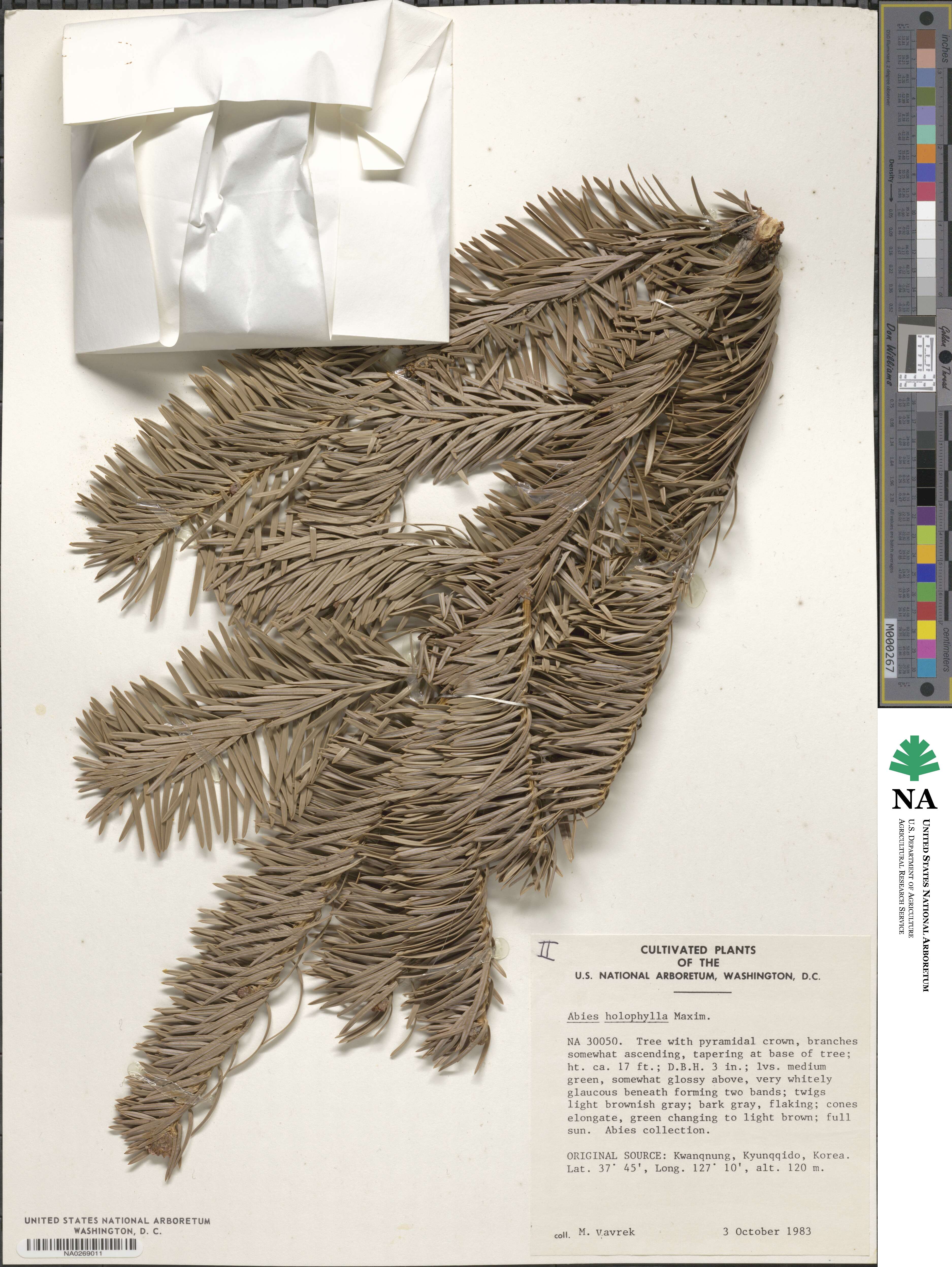 Abies holophylla image