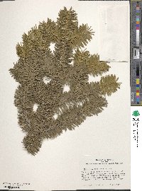 Abies homolepis image