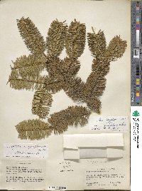 Abies homolepis image