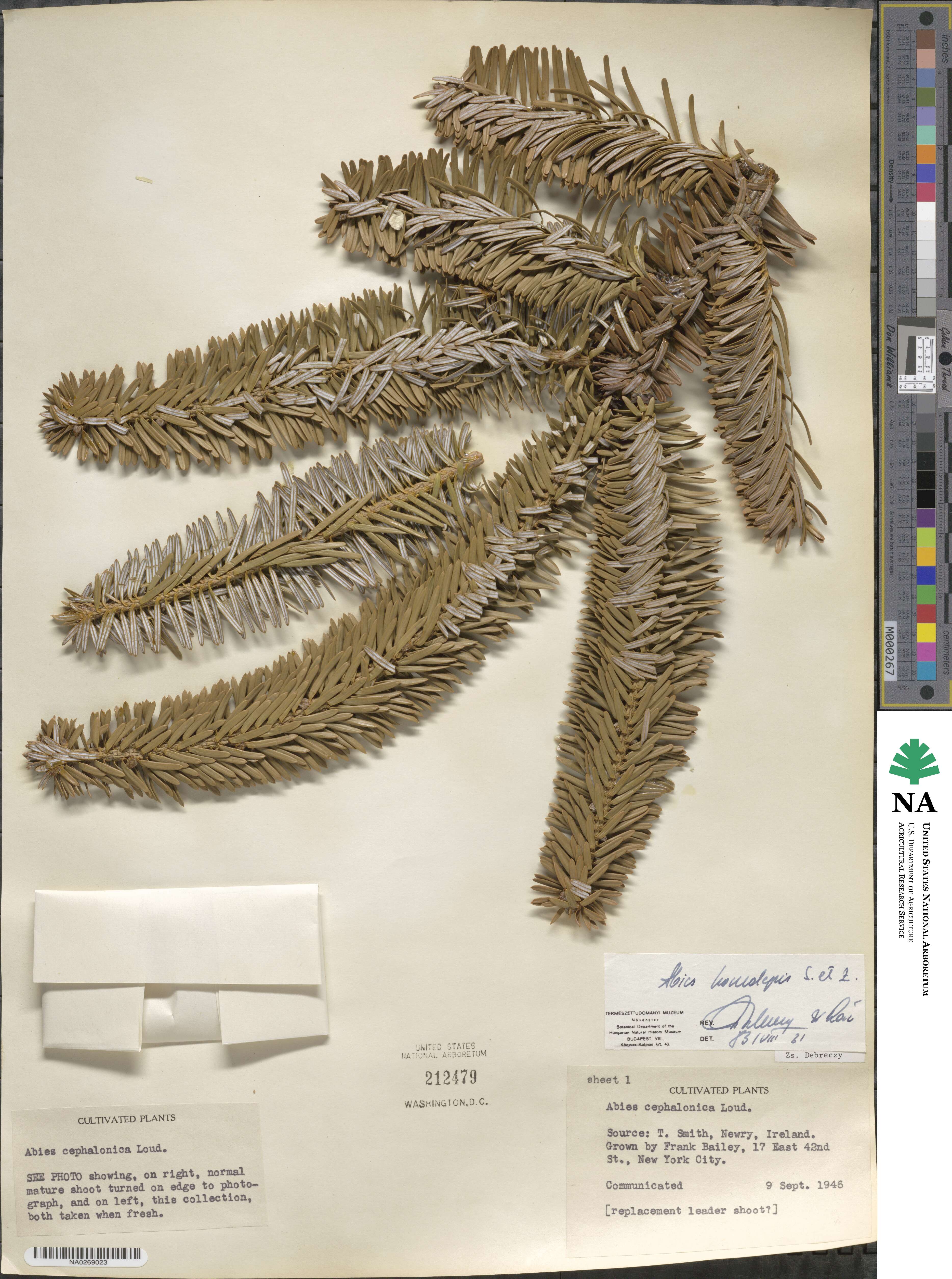 Abies homolepis image