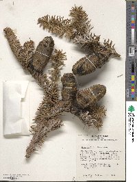 Abies homolepis image