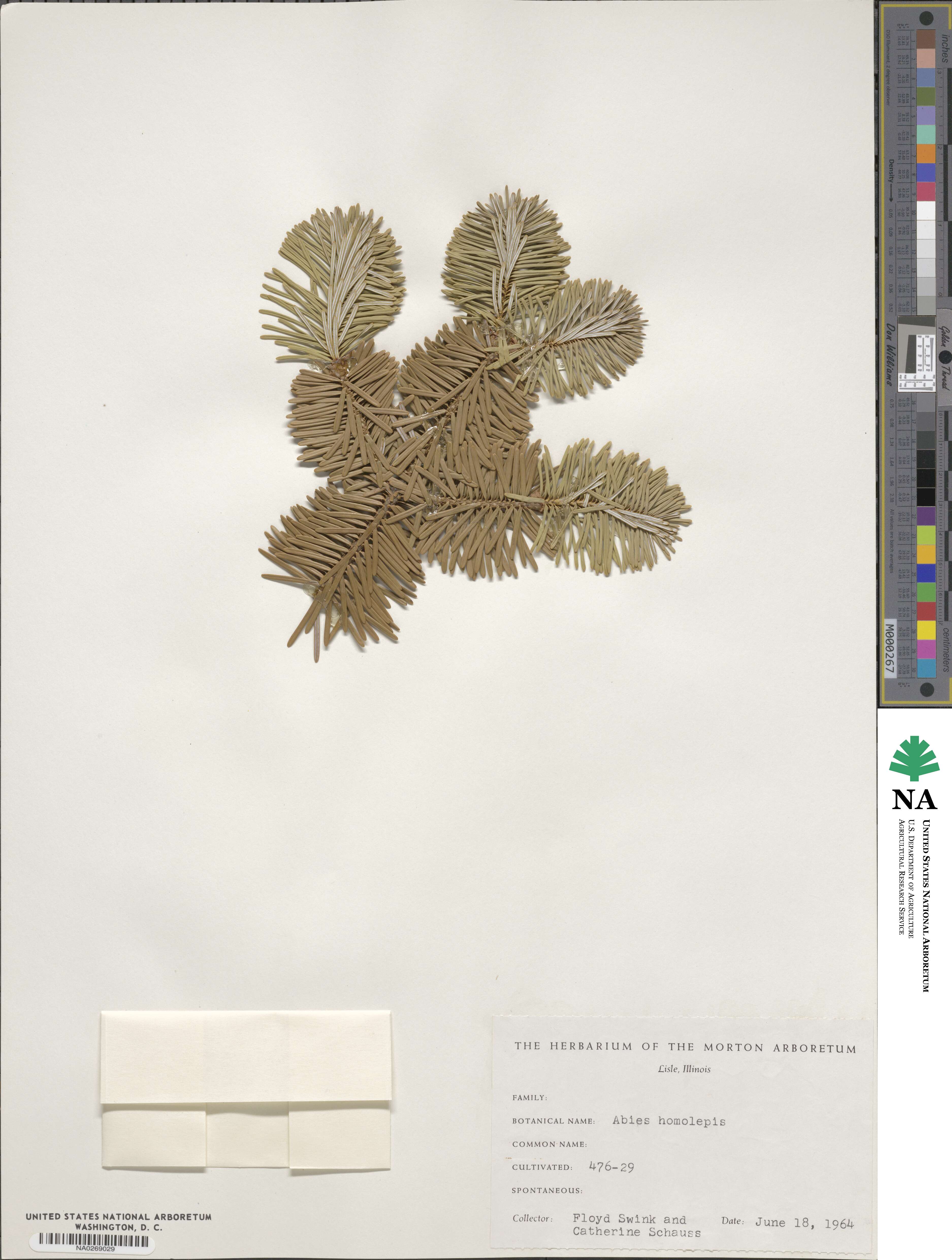 Abies homolepis image