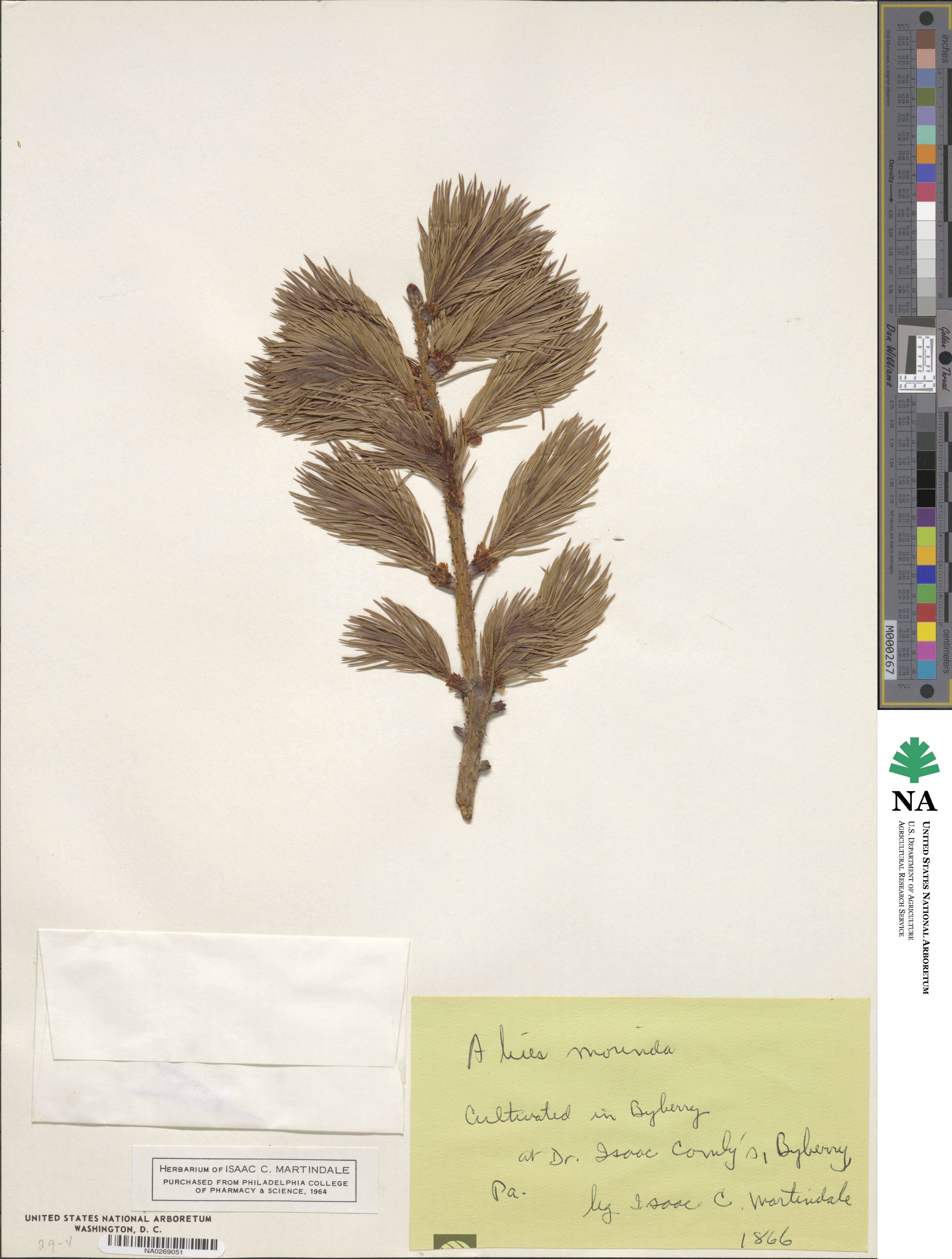 Picea smithiana image