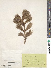 Picea smithiana image