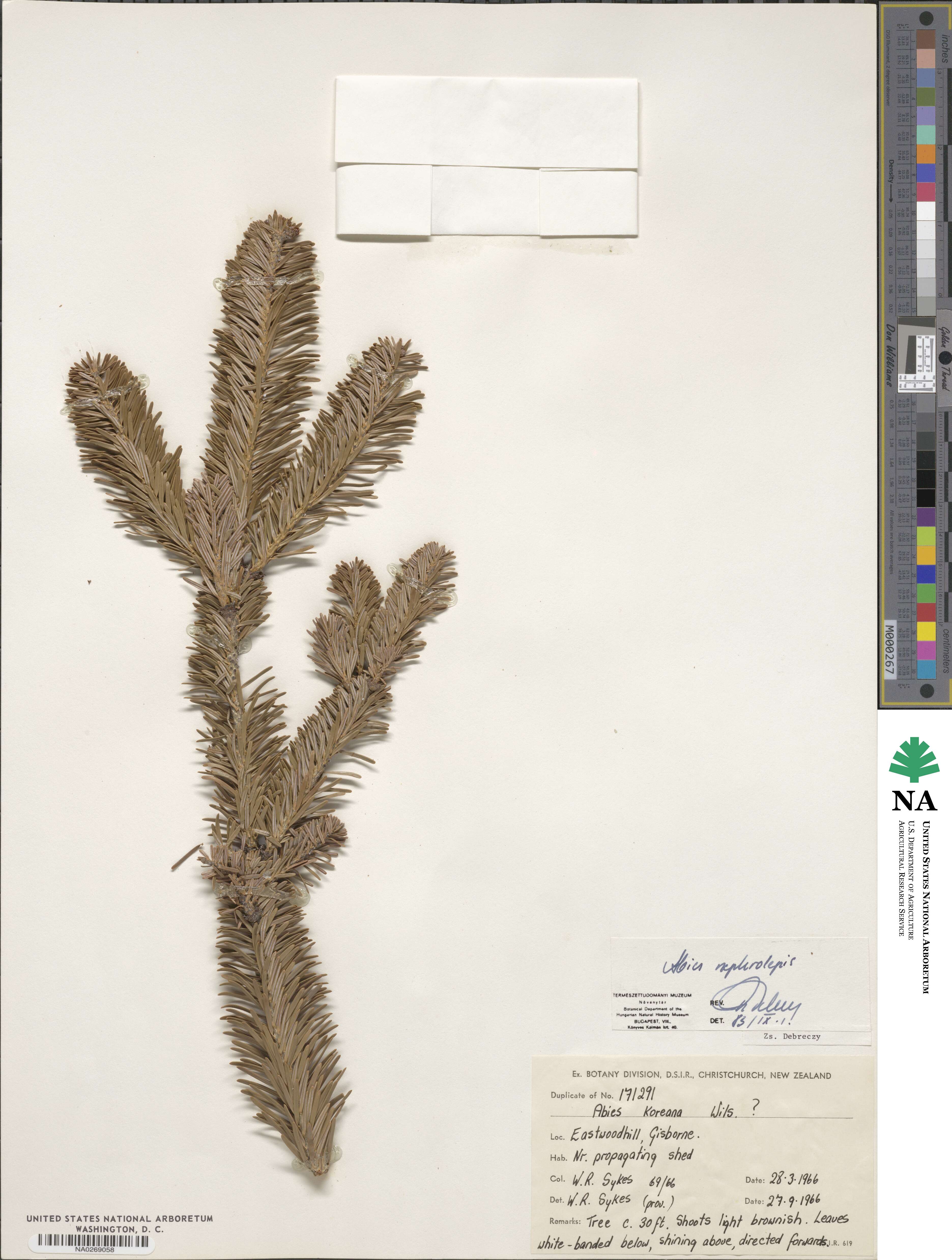 Abies nephrolepis image