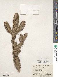 Abies nephrolepis image