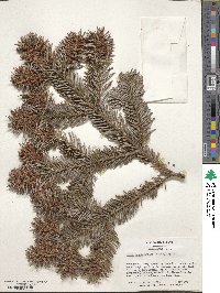 Abies nordmanniana image