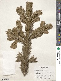 Abies nordmanniana image