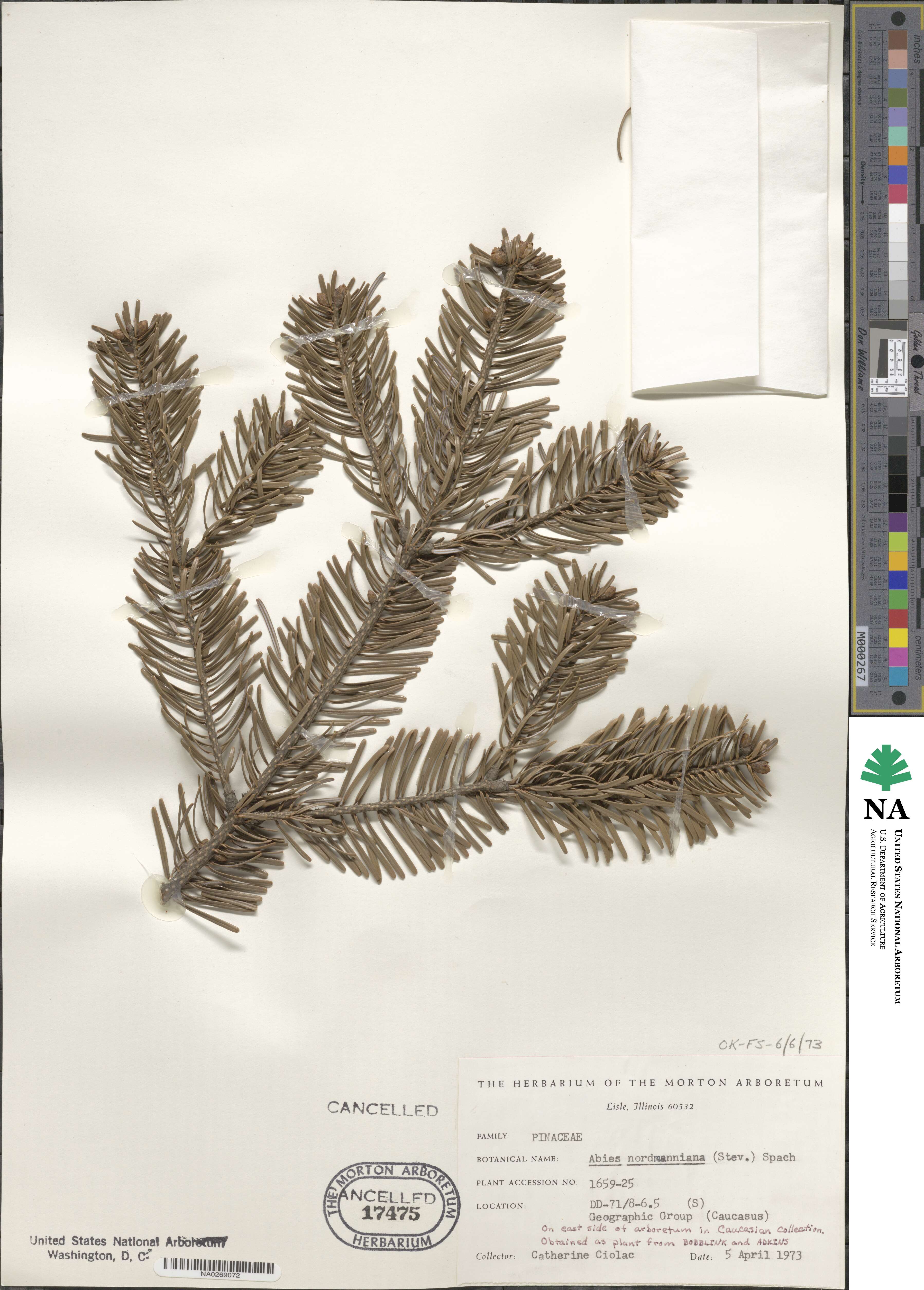 Abies nordmanniana image