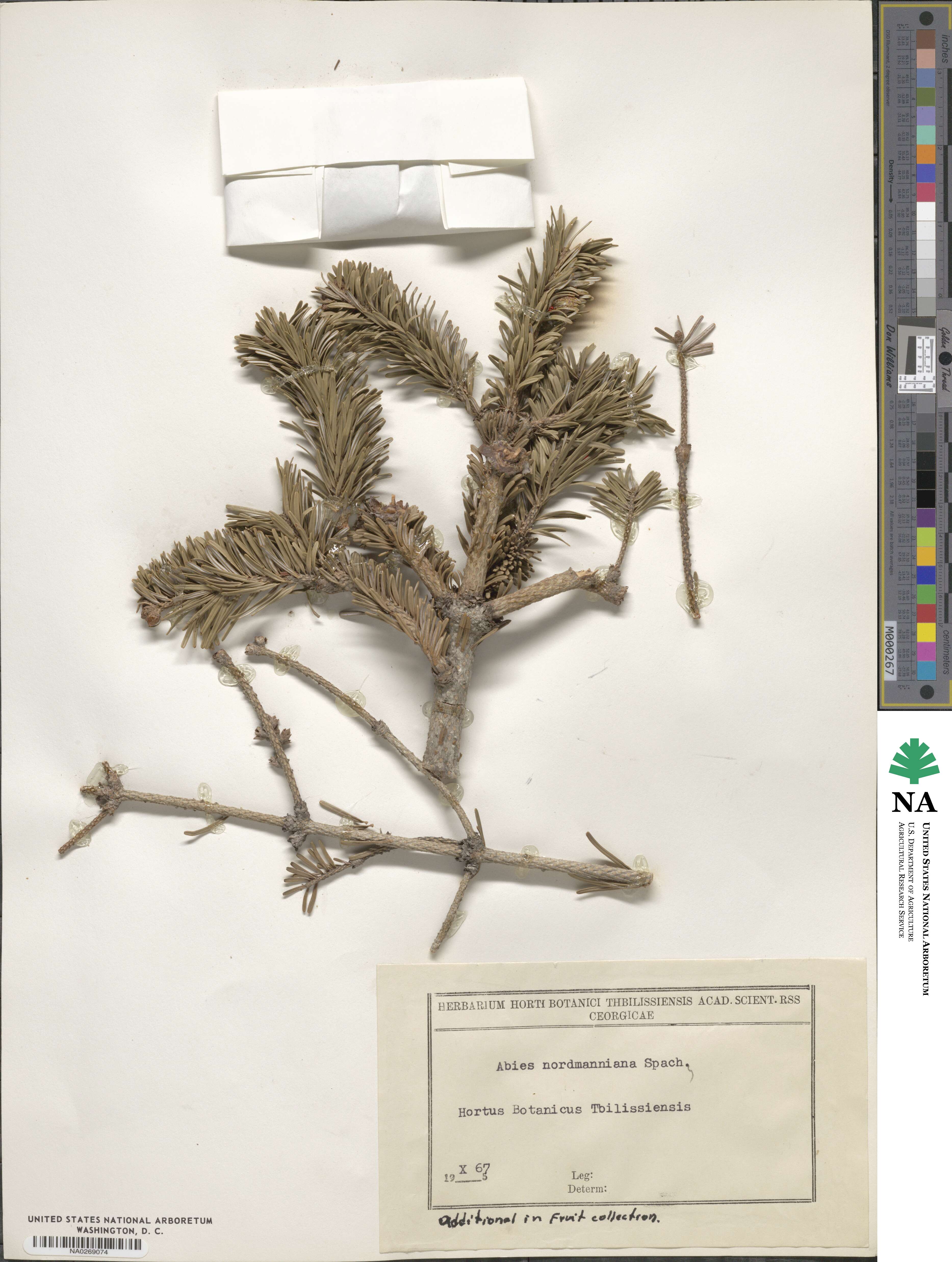 Abies nordmanniana image