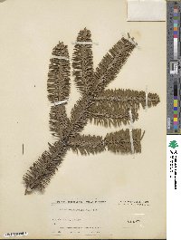 Abies nordmanniana image